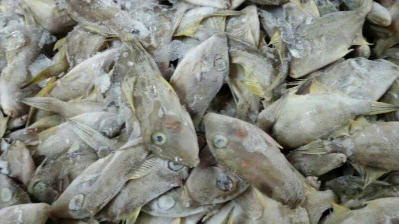 Qui Dien Seafood - Unicom Leather jacket Filefish