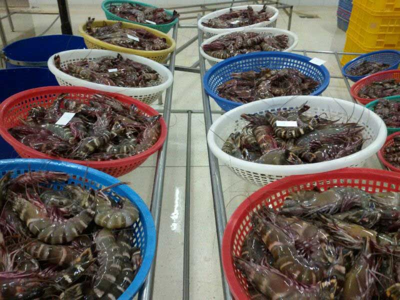 Quí Điền Seafood - Tôm sú biển