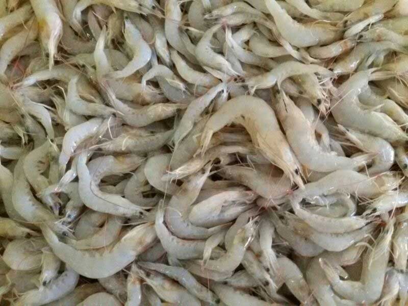 Quí Điền Seafood - Tôm thẻ chân trắng