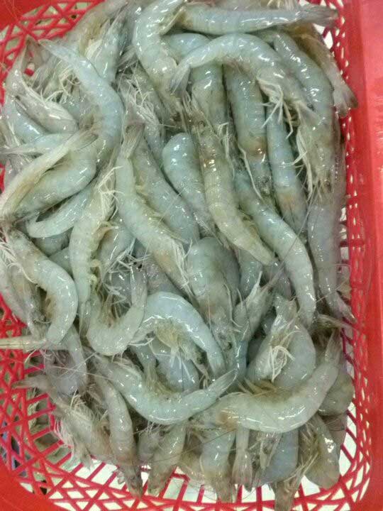 Quí Điền Seafood - Tôm thẻ chân trắng